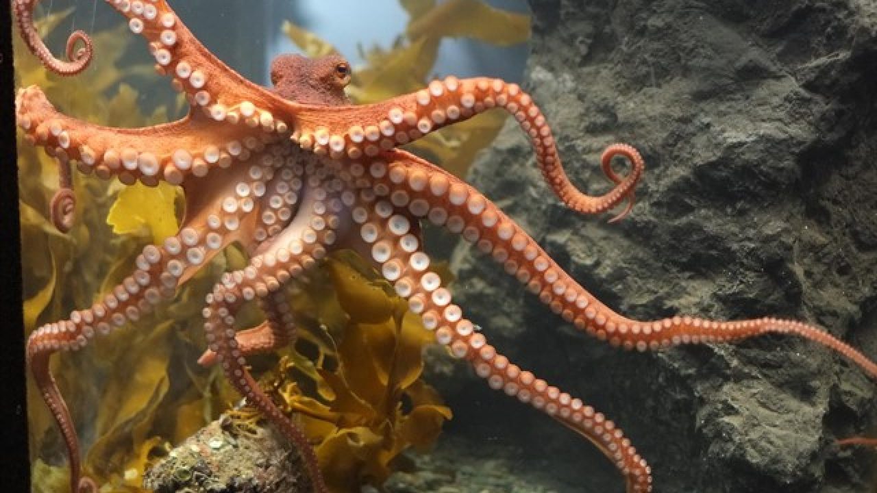 octopussen