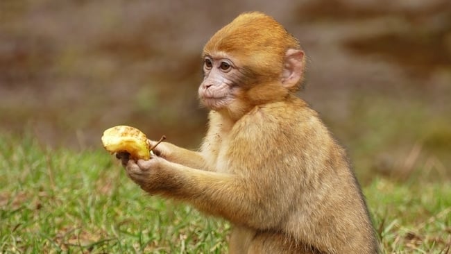Langstaart makaken (apen) op Bali jatten opzettelijk dure spullen en ruilen deze tegen een passende vergoeding.