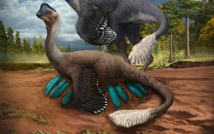 fossiel oviraptor
