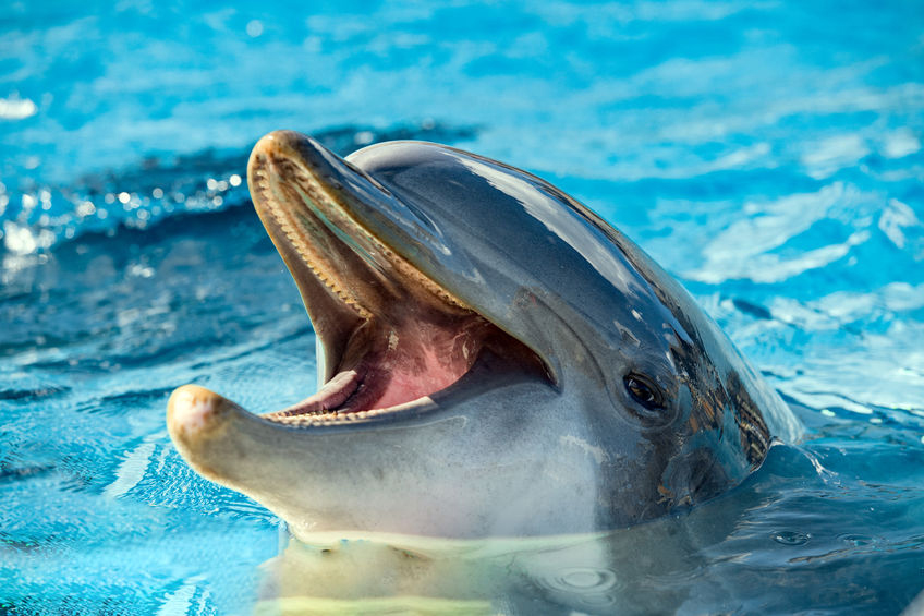 dolfijnen met touchscreens