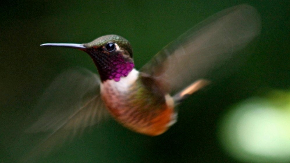 kolibrievleugel