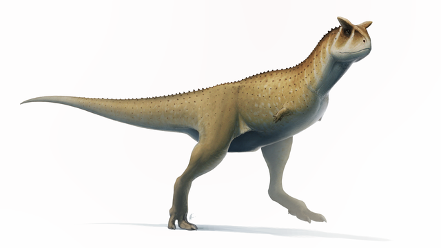 Carnotaurus sastrei dino