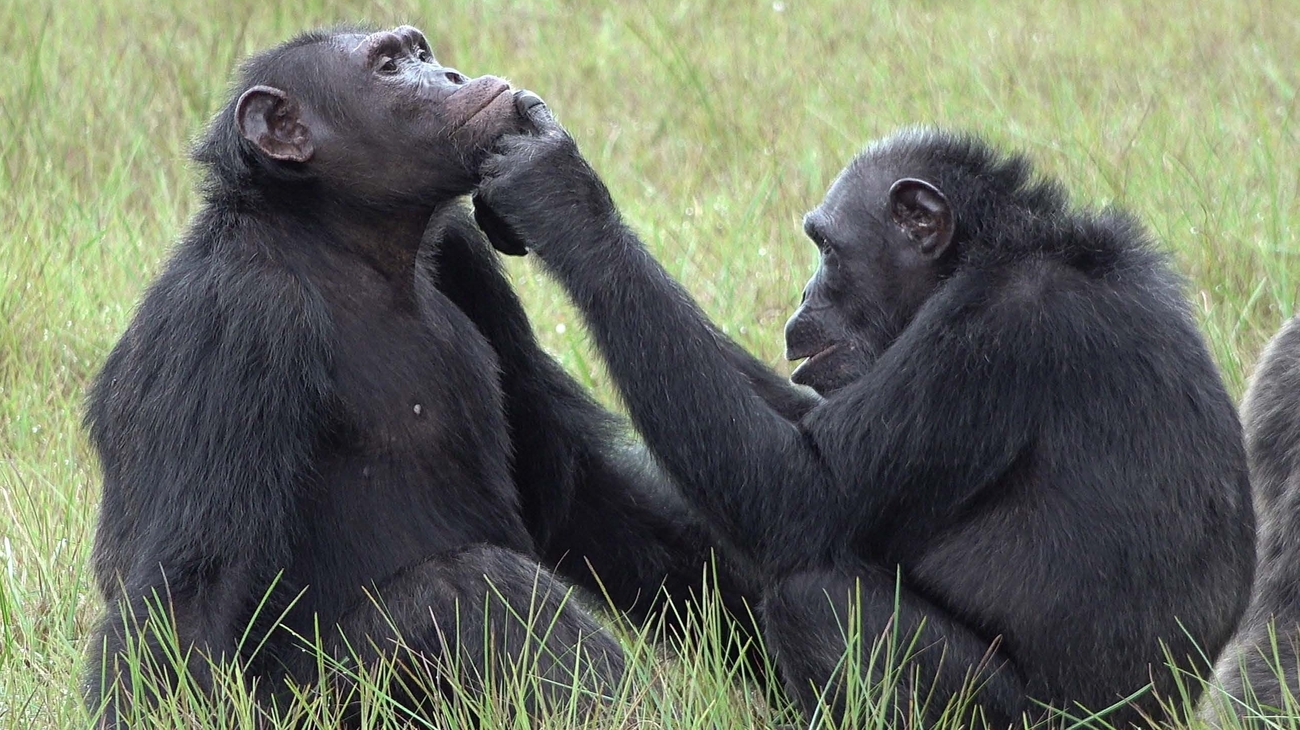 Twee chimpansees, zit er een in de overgang?