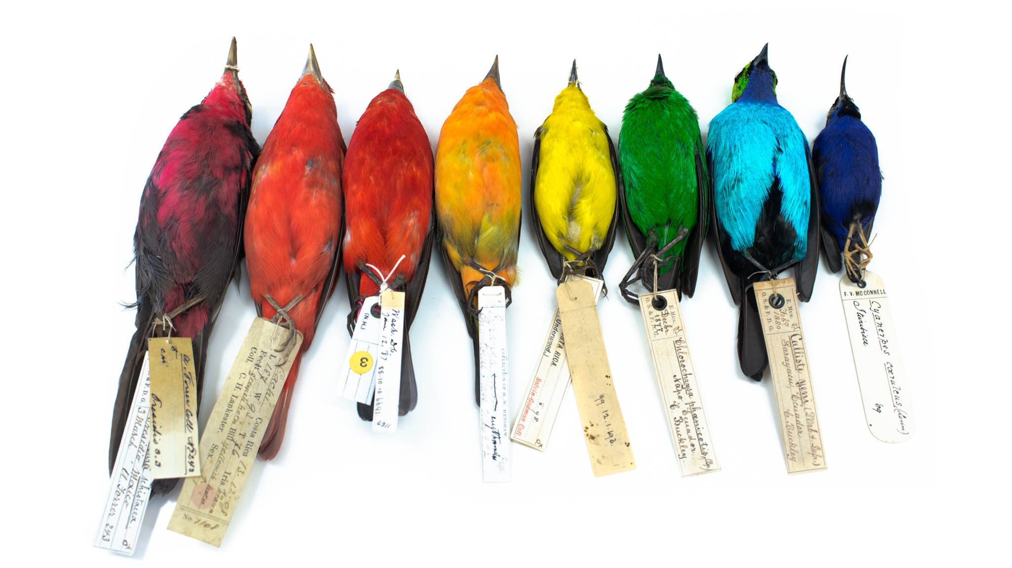 Kleurrijke vogels