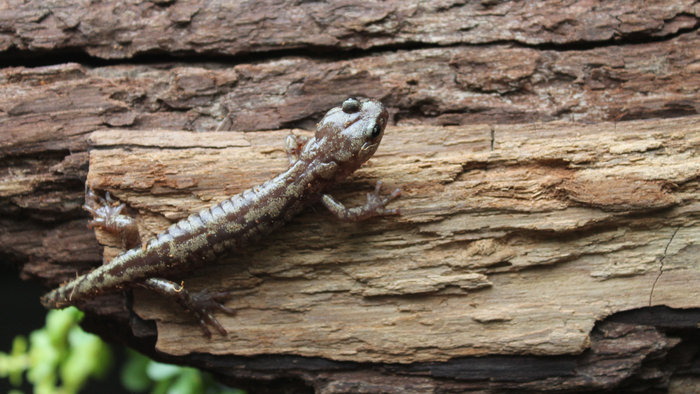 salamander A. vagrans