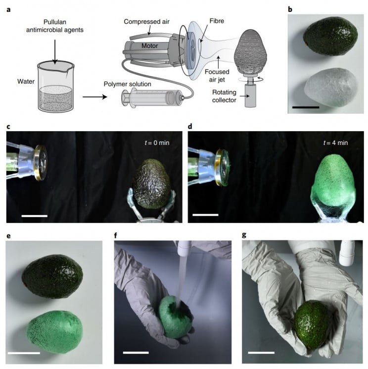 Plastic vervanger getest op avocado.