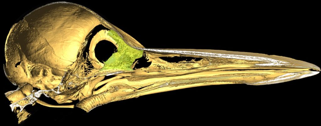 the skull of a woodpecker