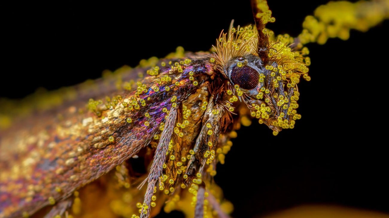 dotterbloemoermot bedekt met pollen