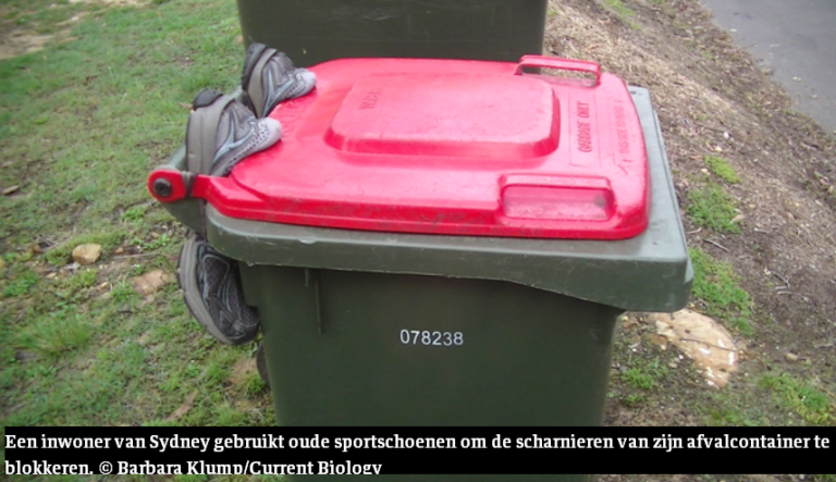 Inwoners van Sydney in strijd met kaketoes om afval