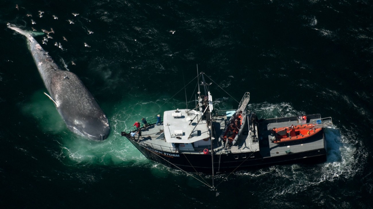 boei voorkomt walvisbotsing