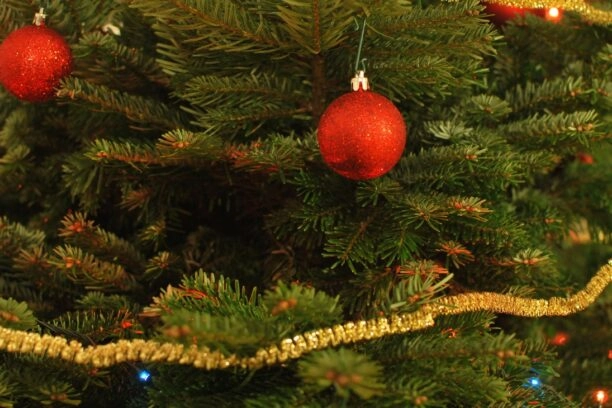 kerstbomen zijn vaak sparren en geen dennen