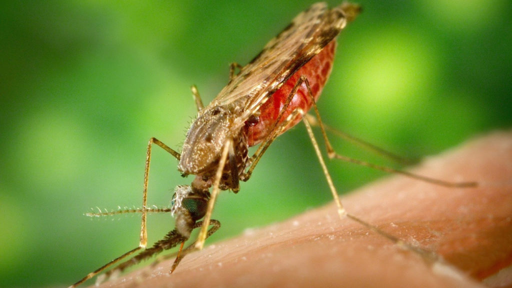 Malaria mug. Het tweede malaria vaccins is een van de doorbraken van 2023. 