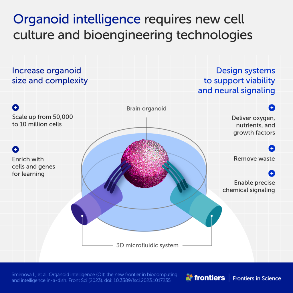 Stappenplan voor organoïde-intelligentie