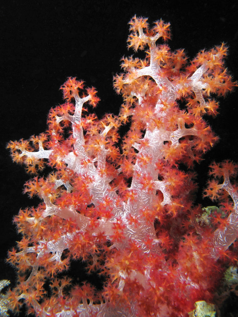 Dendronephyta koralen
