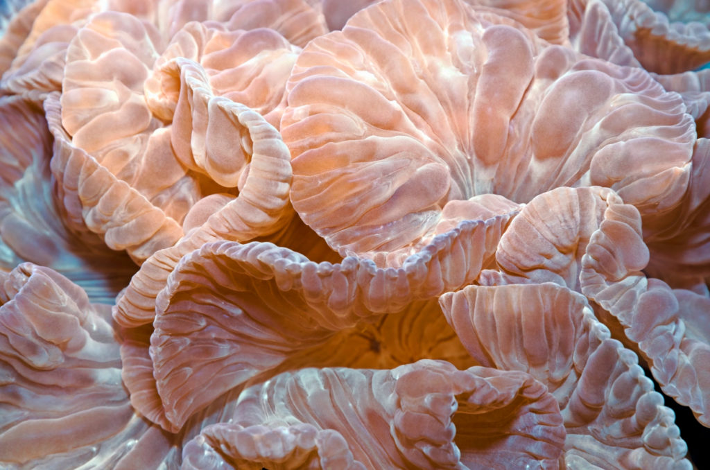 Nemenzophyllia turbida koralen