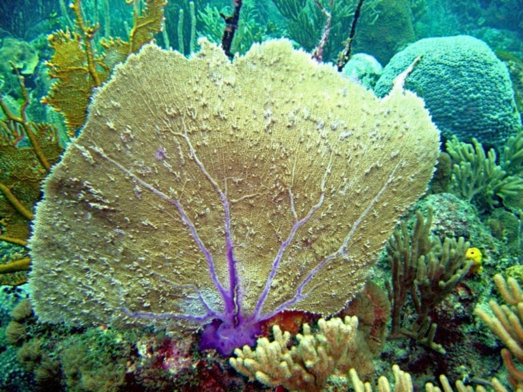 Gorgonia koralen