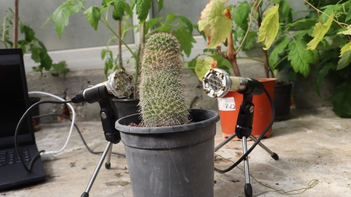 Cactus met microfoons die geluiden van planten met stress meten