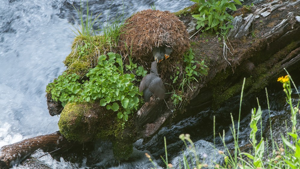 Noord-Amerikaanse waterspreeuwen bouwen hun nesten in de buurt van watervallen