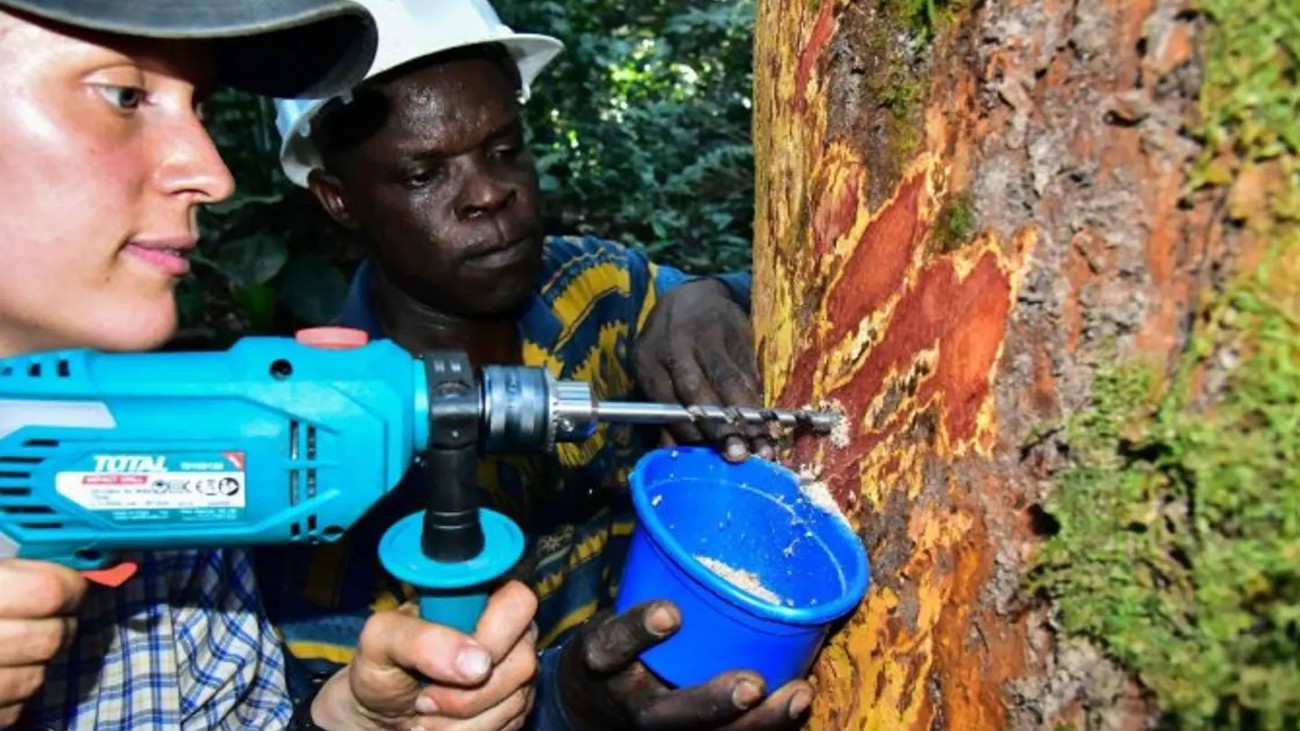Onderzoekers nemen een monster van het hout van een boom