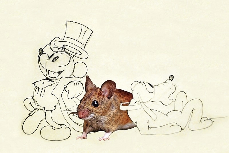 Getekende Mickey Mouse en Pluto naast een gefotografeerde muis. 