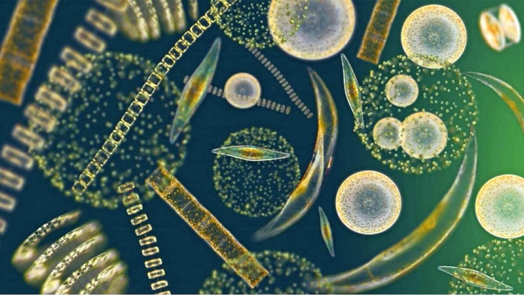 Microscopische afbeelding van microben