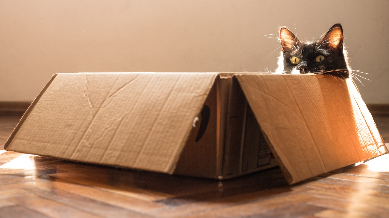 Schrödingers kat was levend en dood tegelijk en bevond zich in een superpositie