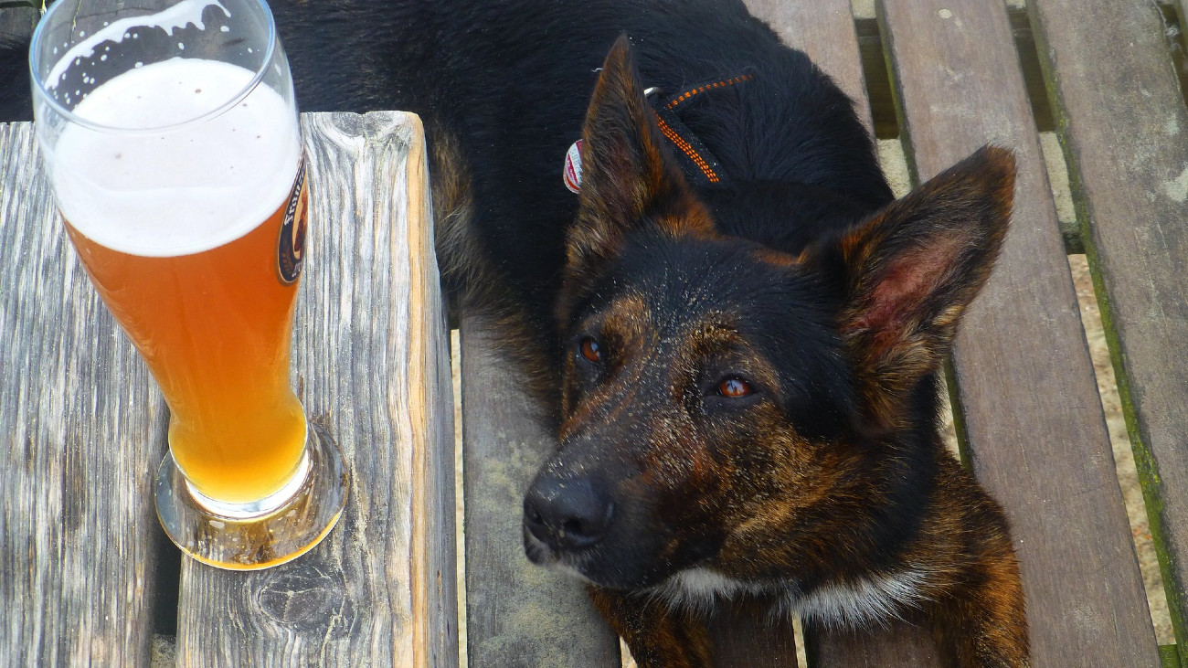 Hond met bier, dronken