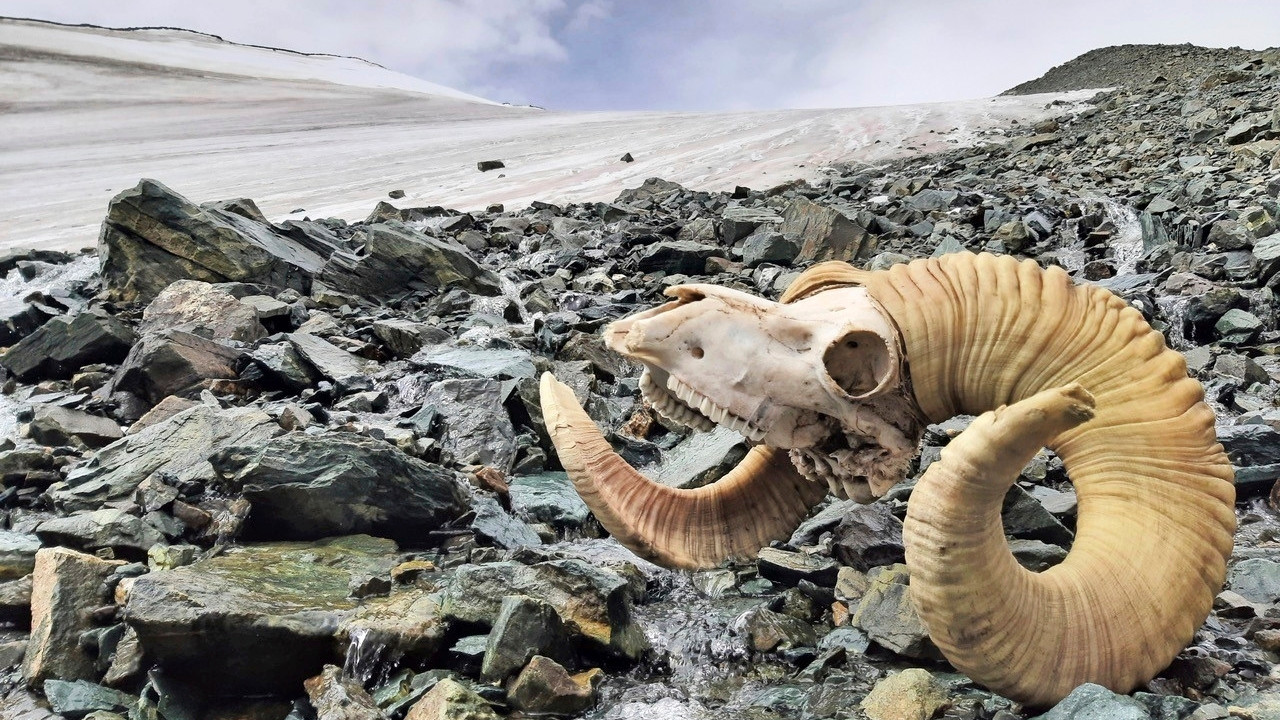 IJsarcheologen vonden deze schapenkop