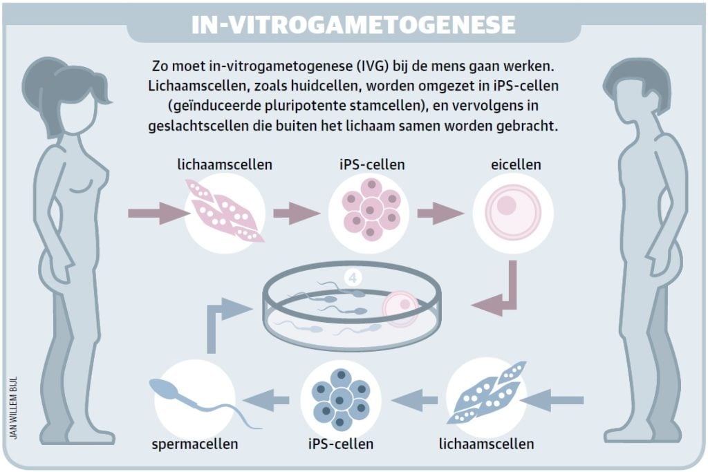 in-vitrogametogenese