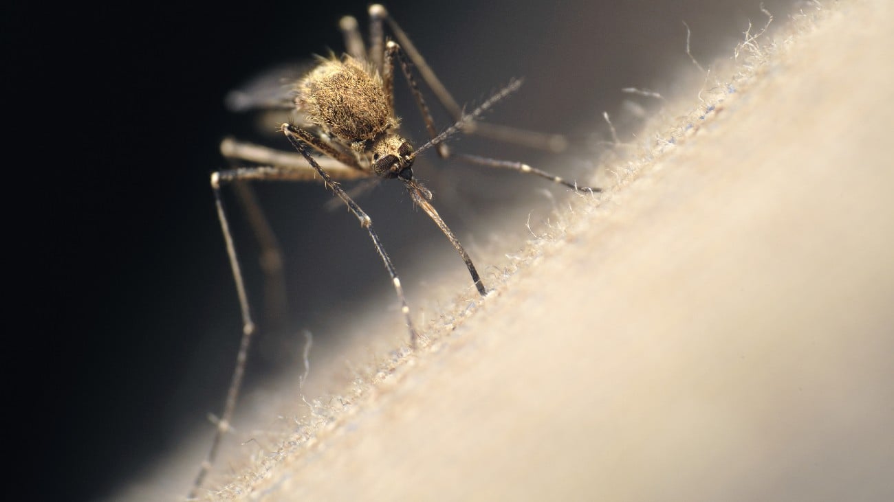 onder welke omstandigheden gedijen muggen het beste?