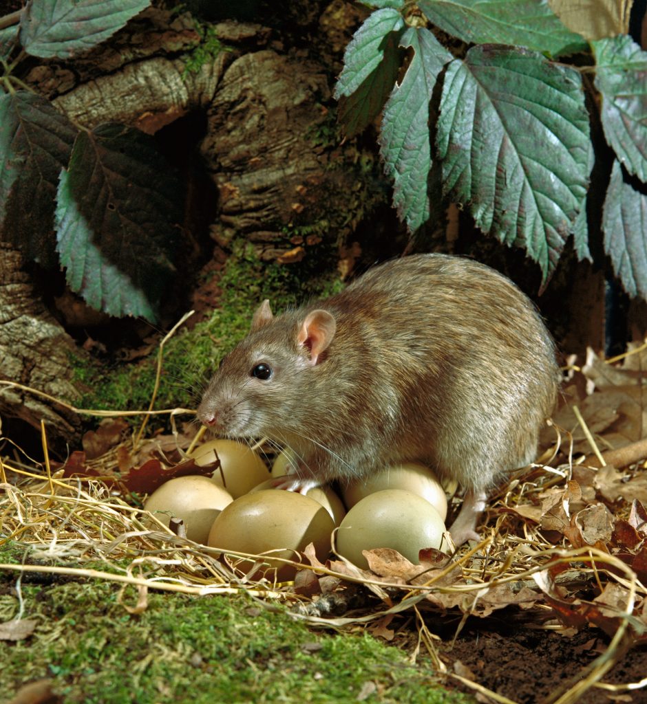Rat die eieren in een vogelnest eet.