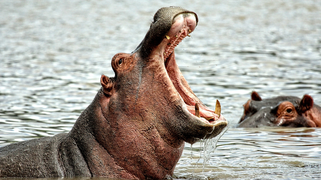 Cocaïnenijlpaarden in het water met bek open
