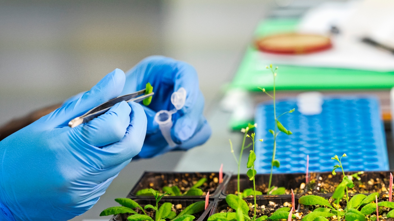 Wetenschapper bezig met genetisch gemodificeerde gewassen