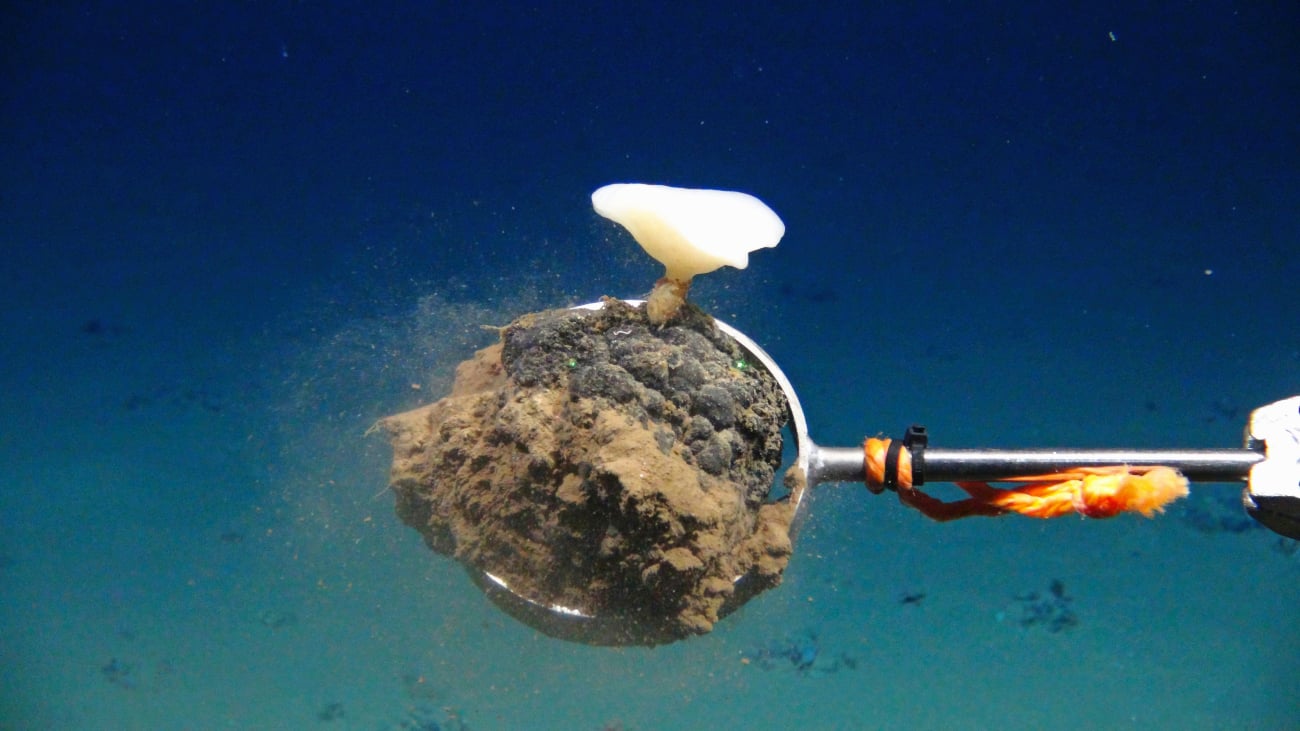 Mangaanknol tijdens diepzeemijnen