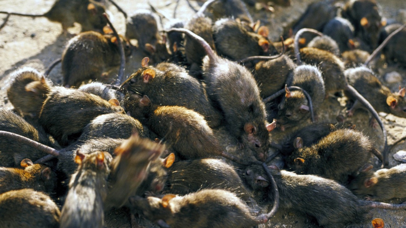 Nieuw-Zeeland wil alle ratten uitroeien