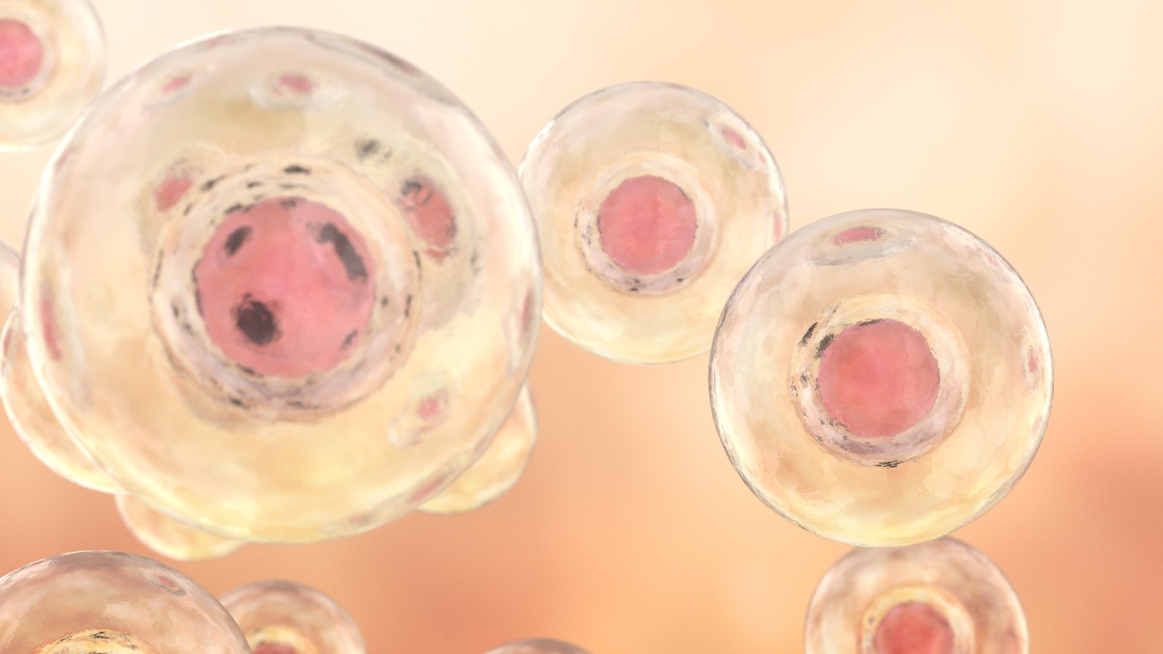 Vier vragen beantwoord over de synthetische menselijke embryo’s