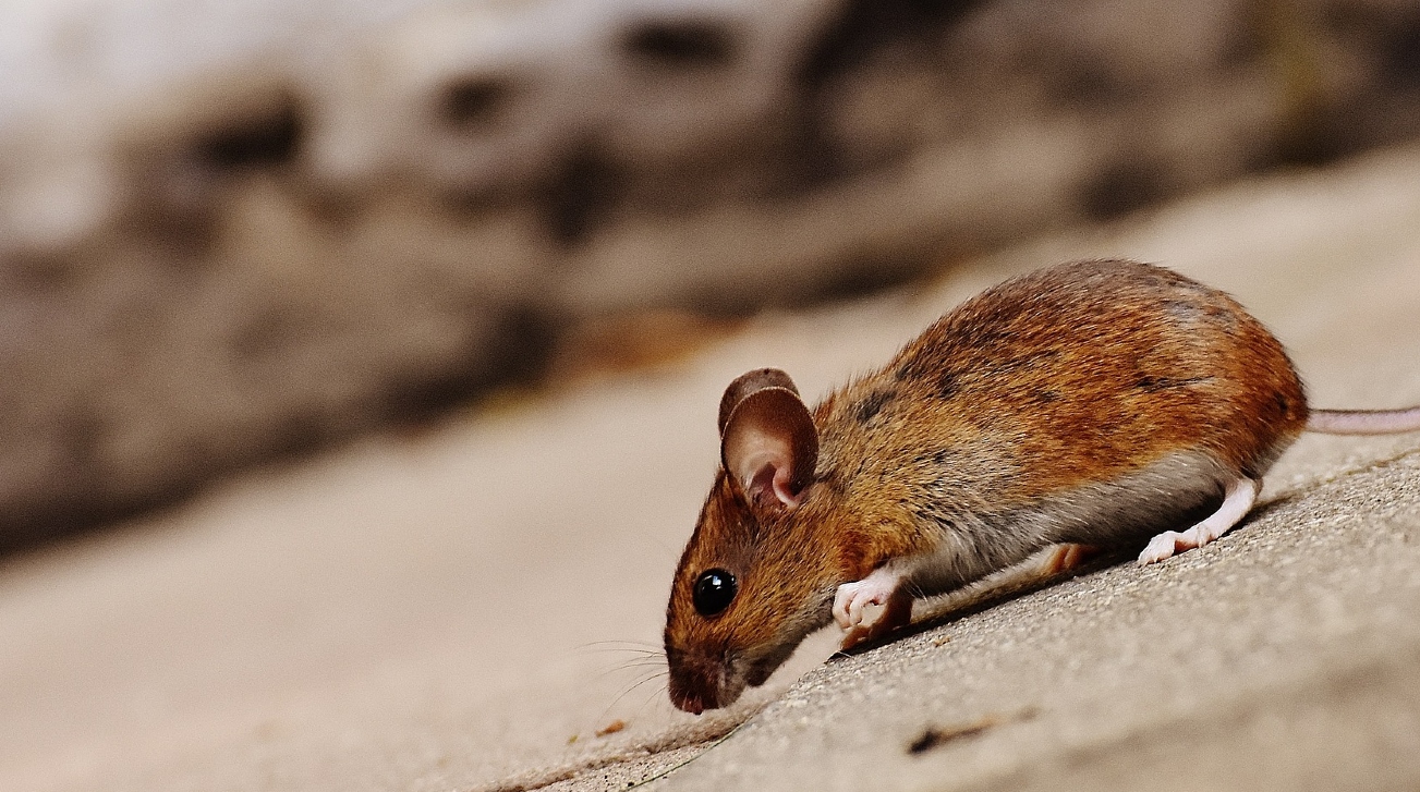 bloedkuur maakt oude muizen weer jong