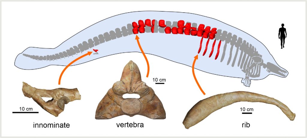 Schematische afbeelding van de mega-walvis met de verdeling van de gevonden botten. 