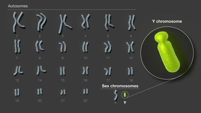 46 chromosomen