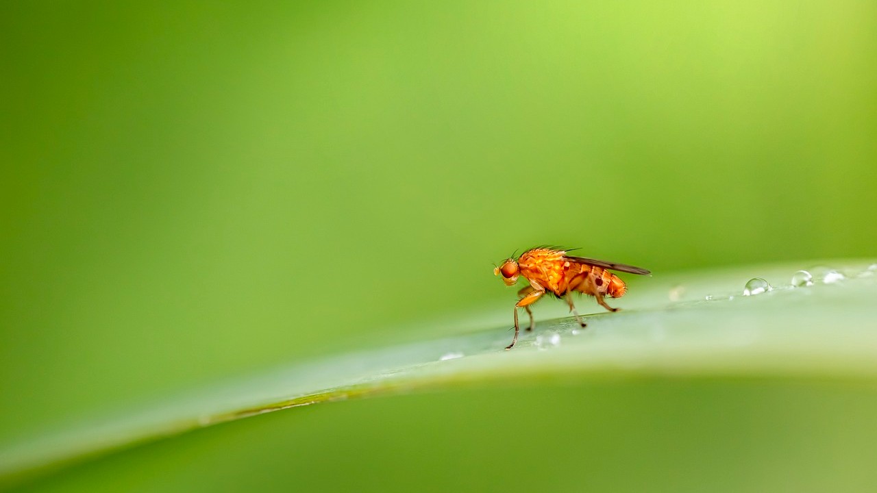Dankzij een genetische switch kunnen fruitvliegen zich ongeslachtelijke voortplanten