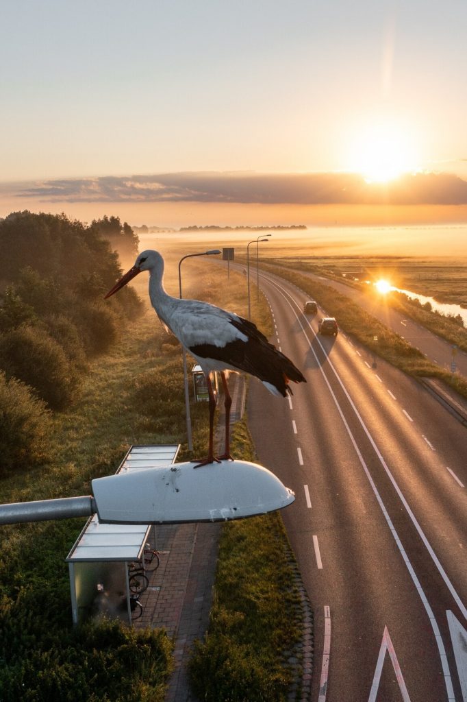 Een Ooievaar op een lantaarnpaal tijdens zonsopgang.