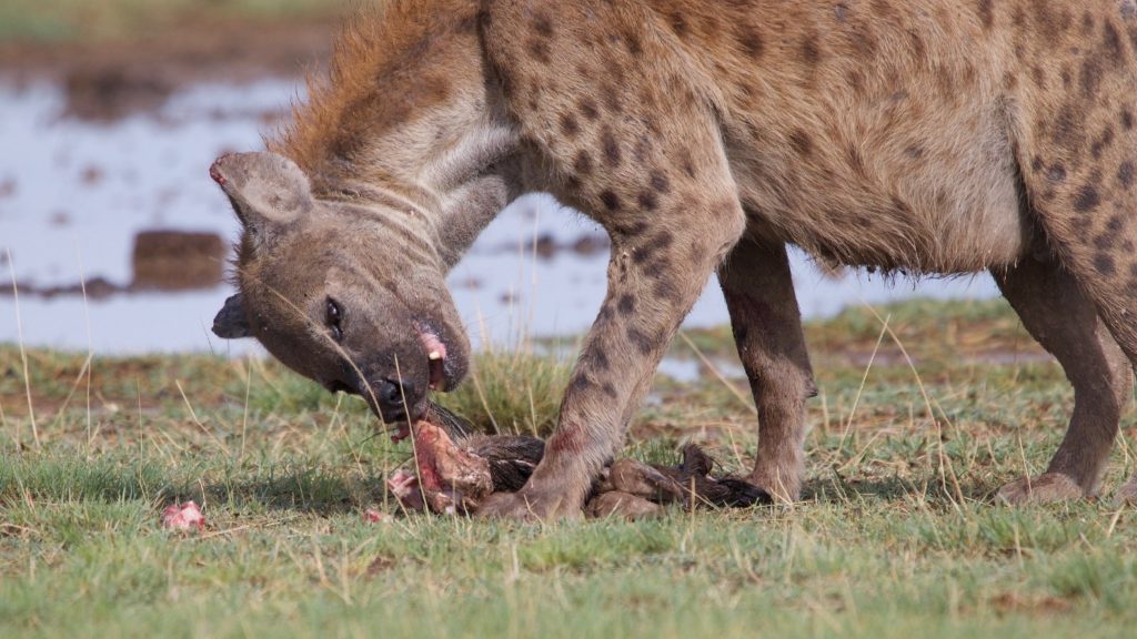 Hyena, een aaseter, eet een stuk vlees