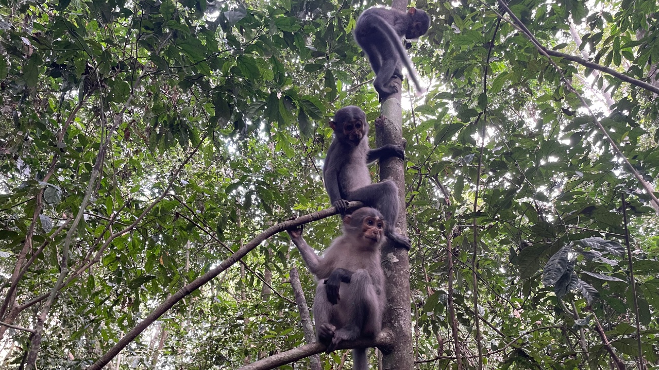 Mangabey apen in een boom, hun gewrichten zijn minder mobiel dan die van mensapen.