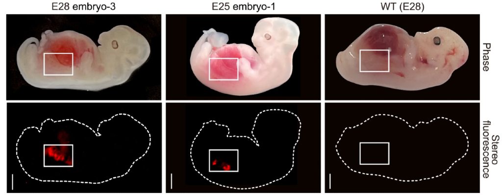 Foto's van varkensembryo's met aangekleurde menselijke niercellen in rood. 