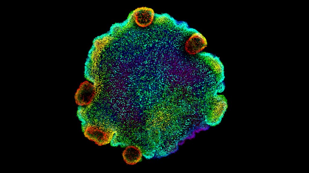 Kleurrijke microscoopfoto van plakdiertje dat misschien voorlopercellen van neuronen bevat