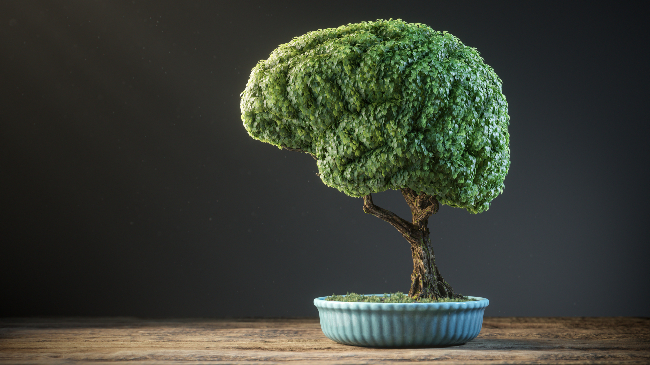 Bonsaiboompje geknipt in de vorm van hersenen. Zijn planten intelligent?