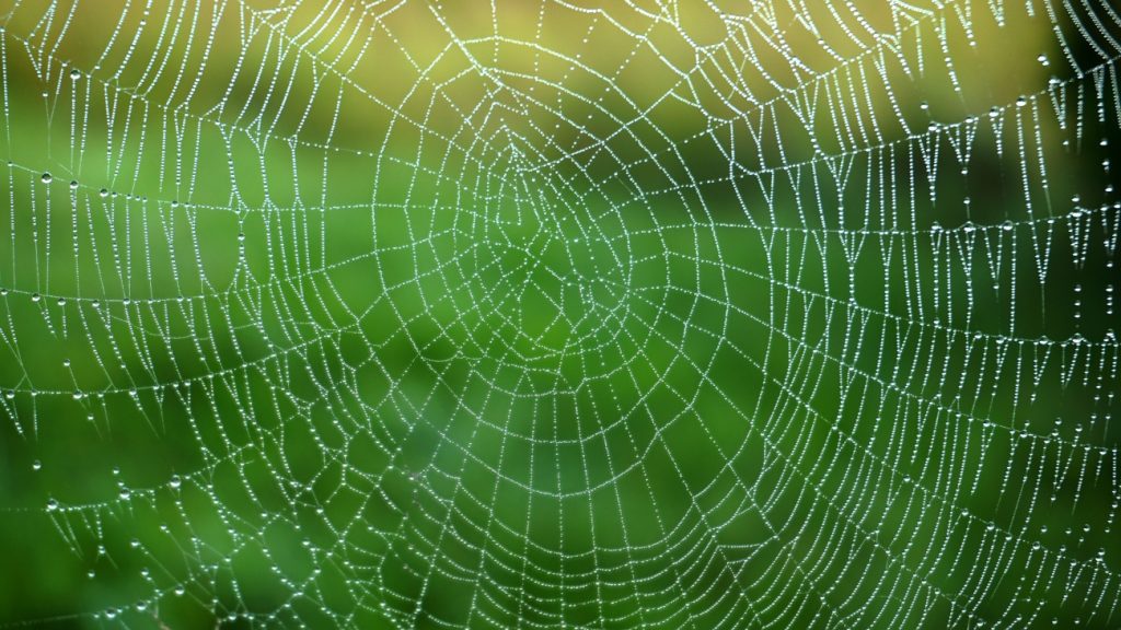 Web van spinnenzijde met dauw