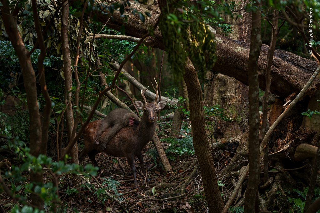 Een sikahert met een Japanse makaak op zijn rug. Het hert staat in een bos.