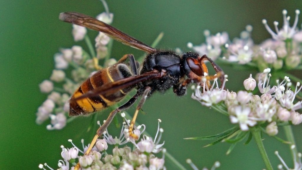Aziatische hoornaar eet nectar uit kleine bloemen