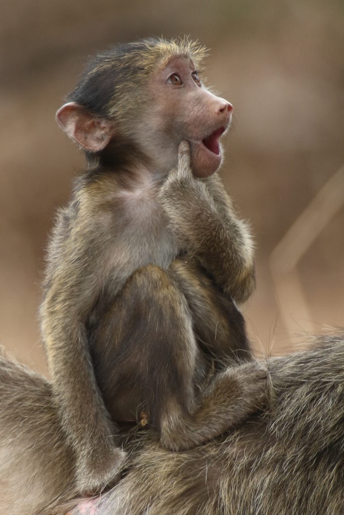 Een jonge aap op de rug van zijn moeder wijst naar zijn wang: 'een kusje alsjeblieft'. 